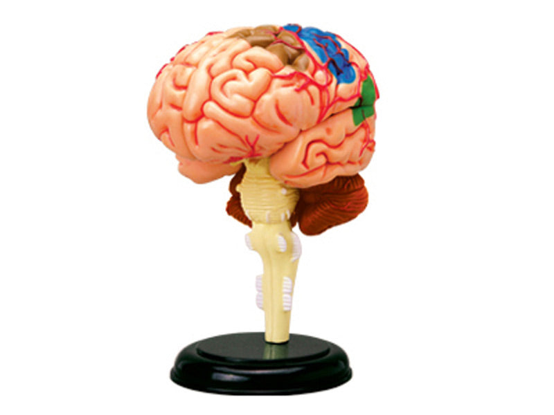 4D Anatomy Educational Puzzle