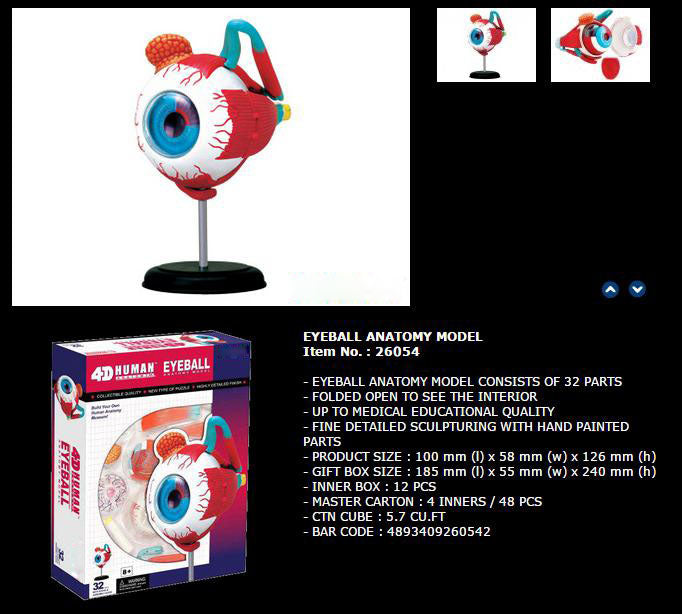 4D Anatomy Educational Puzzle