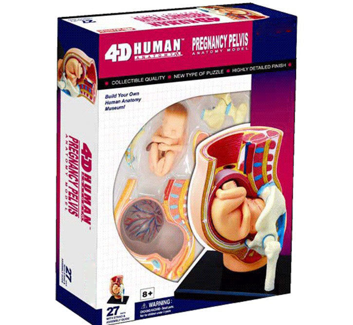 4D Anatomy Educational Puzzle