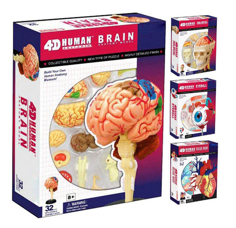 4D Anatomy Educational Puzzle