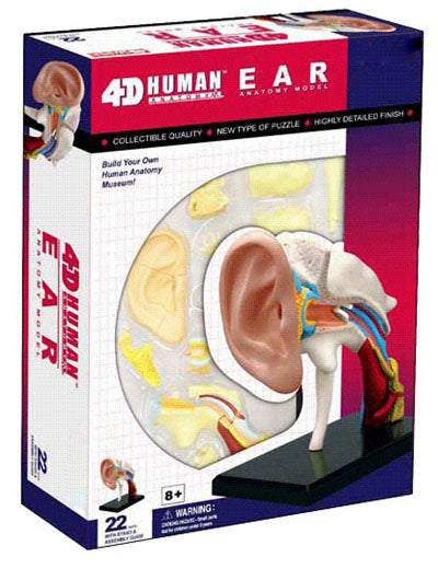 4D Anatomy Educational Puzzle