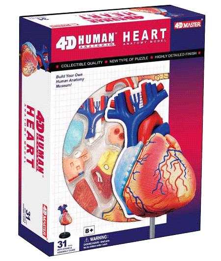 4D Anatomy Educational Puzzle